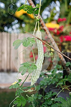 Small Bitter Gourd Hanging from a Plant