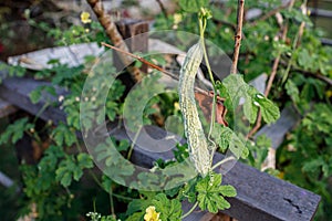 Small Bitter Gourd Hanging from a Plant