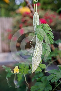 Small Bitter Gourd Hanging from a Plant