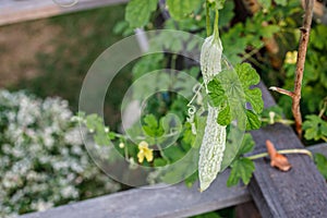 Small Bitter Gourd Hanging from a Plant