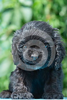 Small black American Cocker Spaniel puppy