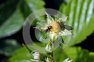 Small black ant on flower