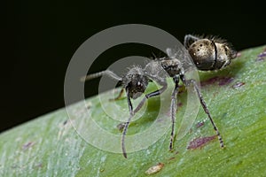 A small black ant on green leaf