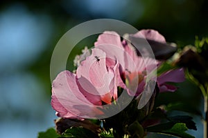 Small black ant on the petals of a pink flower