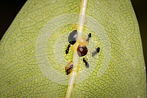 Small black ants farming brown Scale bugs on a plant leaf