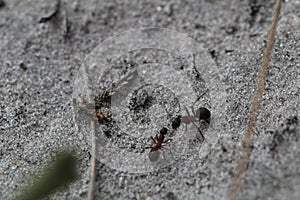 Black ants on the ground