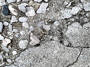 Small black ants on the ground