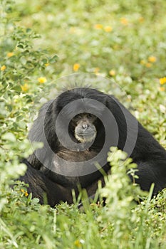 Small black ape