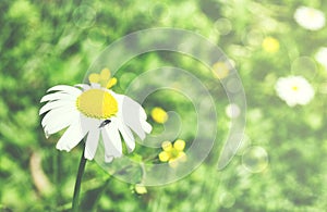 Small black beetle on garden chamomile flower, close up