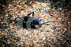 Small black beetle macro little bug