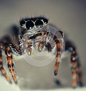 Small black beetle macro little bug