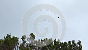 A small black bird flies over the hills of Kilimanjaro. Mountain landscape. Gray rainy sky.