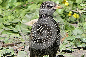 A small black bird with the same eyes, a yellow beak, striped wings.