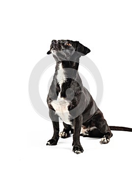 small black breedless dog, black mixed breed canine looking isolated white background