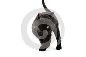 Small black British Shorthair kitten isolated on white background