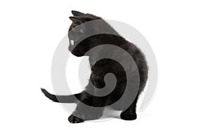 Small black British Shorthair kitten isolated on white background