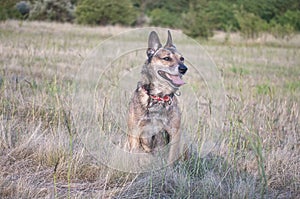 Small black and brown dog on the grass