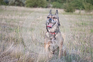 Small black and brown dog on the grass