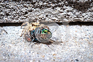 Small Black, brown and White Jumping spider salticidae eating a blue and green house fly, Cape Town, South Africa