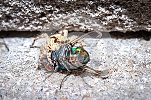 Small Black, brown and White Jumping spider salticidae eating a blue and green house fly, South Africa