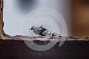 Small Black, brown, and White Jumping spider, salticidae, eating a house fly. Macro photo