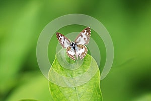 A small black butterfly is on the green leaf.