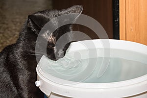Small black cat is drinking water