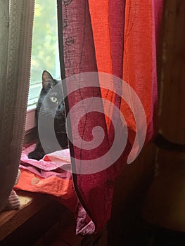 Small black cat hiding behind the curtains