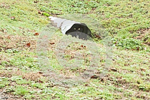 Small Black Cat Hiding in Field