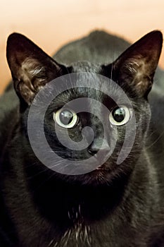 Small black cat with large yellow eyes