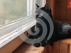 Small black cat looking in the window at the countryside