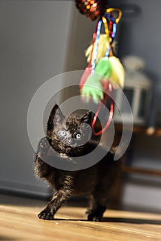 A small black cat playing with a colorful toy