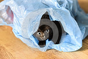 A small black cat playing in a plastic blue bag