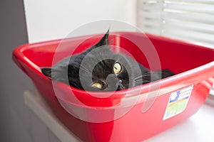 Small black cat relaxing in the red box