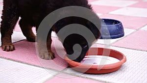 Small black Caucasian shepherd puppy playing in the yard