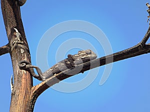 Small black chameleon sitting on tree with blue sky background