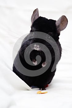 Small black chinchilla