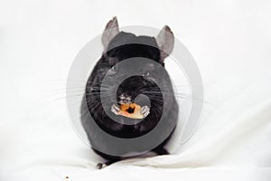 Small black chinchilla