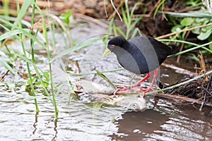 Small black crake eating fish in shallow running water
