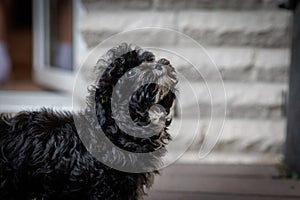 a small black cute bolonka puppy curiously explores the surroundings