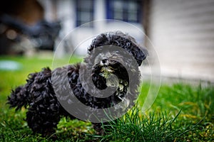 a small black cute bolonka puppy curiously explores the surroundings