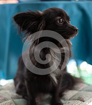 Small black dog on a chair