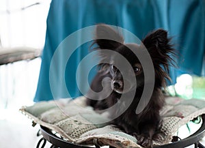 Small black dog on a chair