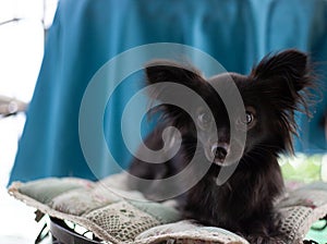 Small black dog on a chair