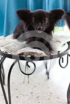 Small black dog on a chair