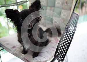 Small black dog on a chair