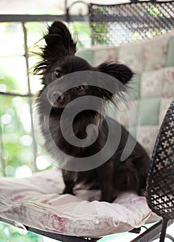 Small black dog on a chair