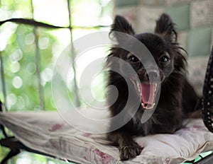 Small black dog on a chair