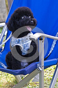 Small black dog on a chair