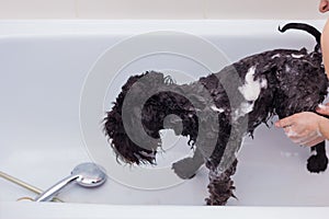 Small black dog having a bath